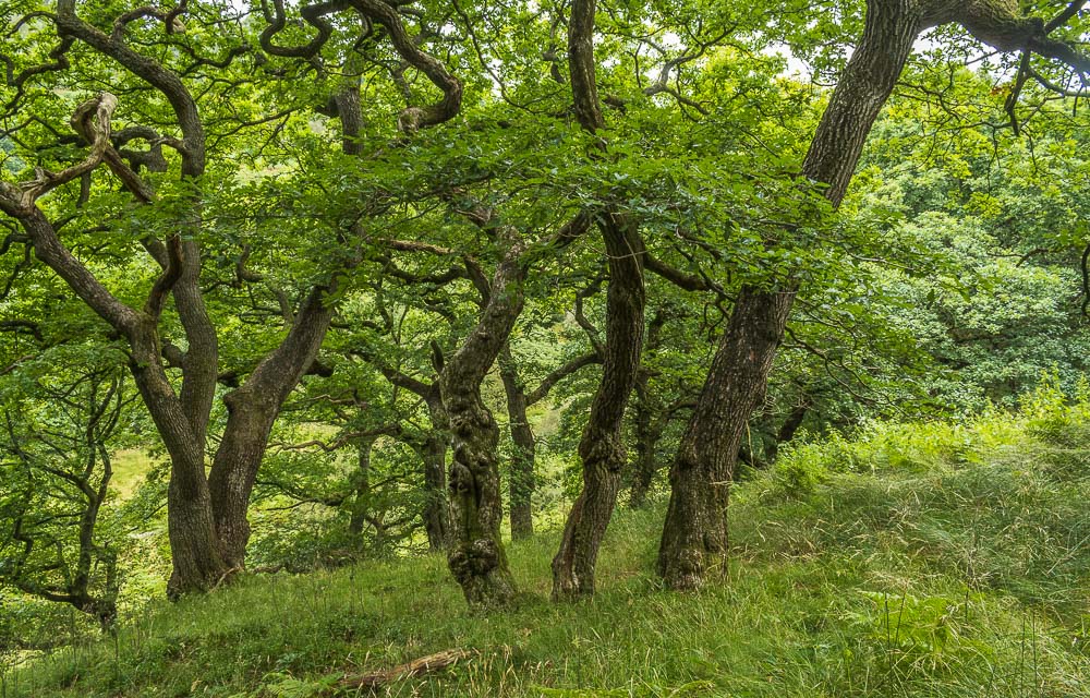 Bretton Clough Bretton Clough